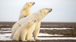L'Année de l'ours háttérkép