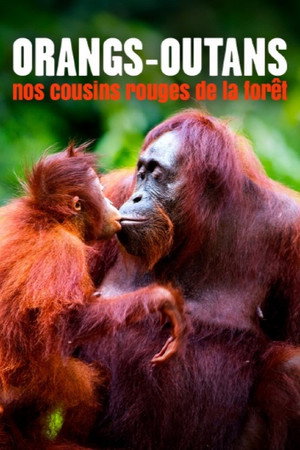 Orang-Utans - Borneos Waldmenschen poszter