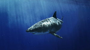 Most Wanted Sharks háttérkép