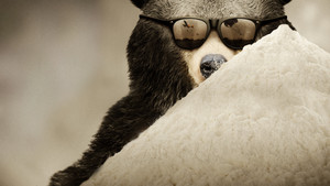 Cocaine Bear: The True Story háttérkép