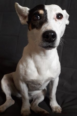 Ricotte profil kép