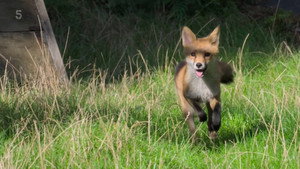 Foxes: Their Secret World kép