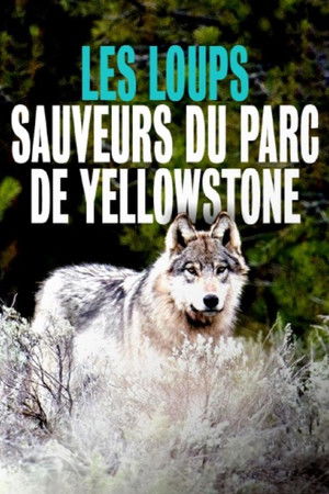 Yellowstone - Das Geheimnis der Wölfe poszter