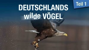 Deutschlands wilde Vögel háttérkép