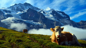 Unsere wilde Schweiz kép