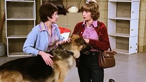 Laverne & Shirley Season 4 Ep.13 13. epizód