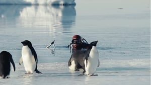 Antartica : sur les traces de l'empereur háttérkép