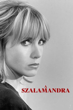 A szalamandra