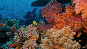 Coral Reef Adventure háttérkép