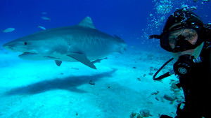 Most Wanted Sharks háttérkép