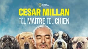 Cesar Millan: Jó gazdi, jó kutya kép