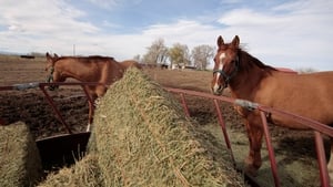 Rocky Mountain Animal Rescue kép