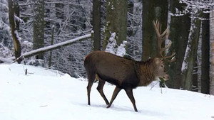 Der Pfälzerwald rund ums Jahr 1. évad Ep.1 1. epizód