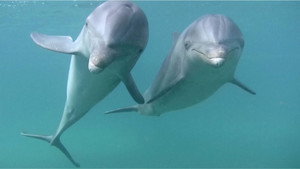 Dolphins háttérkép