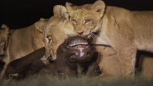Lions Of Darkness háttérkép