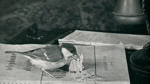 Langue des oiseaux háttérkép