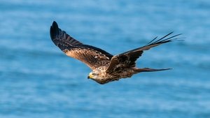 Zugvögel - Ein Jahr vergeht im Flug háttérkép