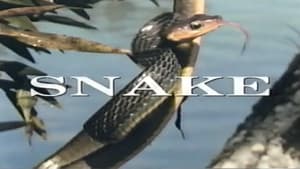 Predators of the Wild: Snake háttérkép