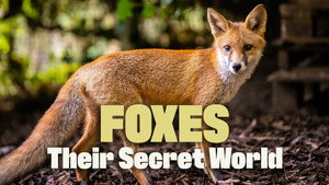 Foxes: Their Secret World kép