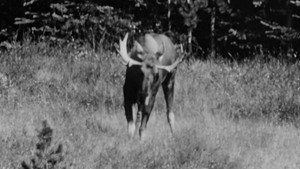 Hinterland Who's Who: Moose háttérkép