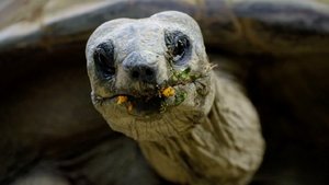 Tiergarten háttérkép