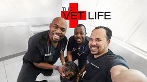 The Vet Life kép