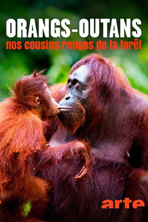 Orang-Utans - Borneos Waldmenschen poszter
