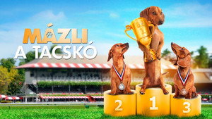 Mázli, a tacskó háttérkép