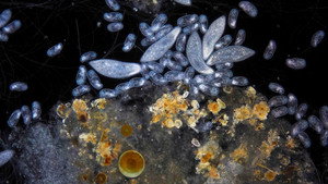 Planeta Microbio kép