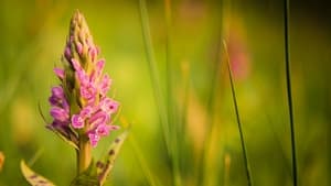 Verborgene Schönheit: Die Orchideen des Saaletals háttérkép