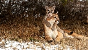 Man Vs. Puma háttérkép