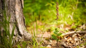 Verborgene Schönheit: Die Orchideen des Saaletals háttérkép