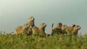 Diótörők - Mesék a mókus világából háttérkép