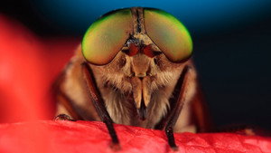 Insect Worlds 1. évad Ep.2 2. epizód