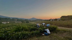 Fleurs à parfum, retour en Grasse háttérkép