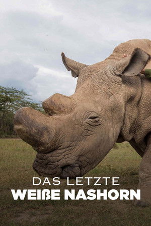 Kifaru poszter