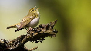 Springwatch 23. évad Ep.12 12. epizód