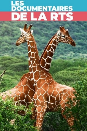 Maman girafe poszter