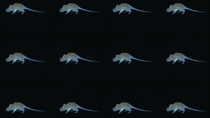 The Experience of a Rat háttérkép