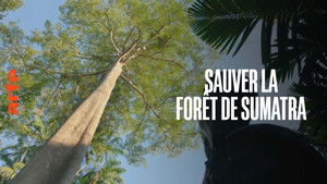 Sauver la forêt de Sumatra háttérkép