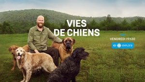 Vies de chiens kép