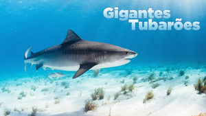 World's Biggest Tiger Shark háttérkép