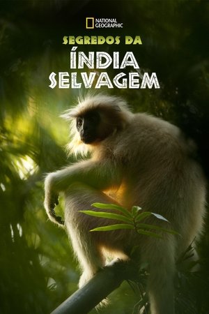 Vad India poszter