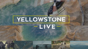 Yellowstone Live kép