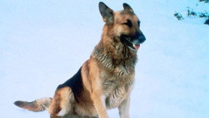 The Courage of Kavik, the Wolf Dog háttérkép