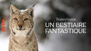 Vad Erdély: Drakula rejtett királysága háttérkép