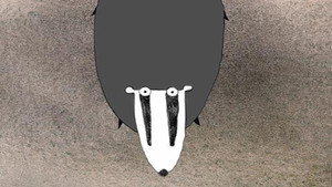 Badgered háttérkép