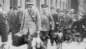 Red Cross Dogs háttérkép