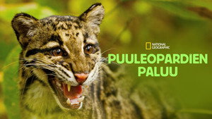 Return of the Clouded Leopards háttérkép