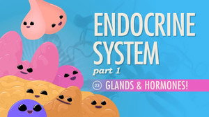 Crash Course Anatomy & Physiology 1. évad Ep.23 23. epizód